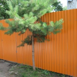 Забор на сваях из профнастила оранжевый